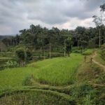 Lombok. Visita a Tetebatu: arrozales y más